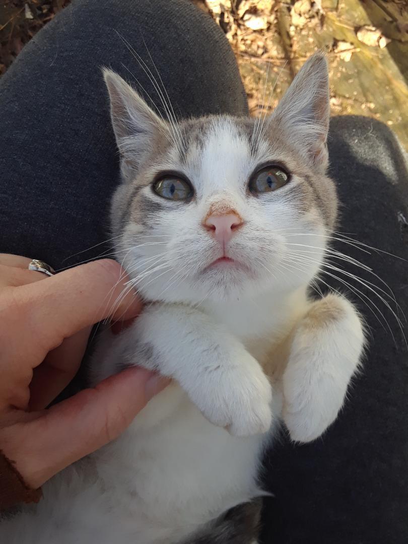Enlarge Kelly, a Adoptable Domestic Short Hair in Millerton, PA image 6/6