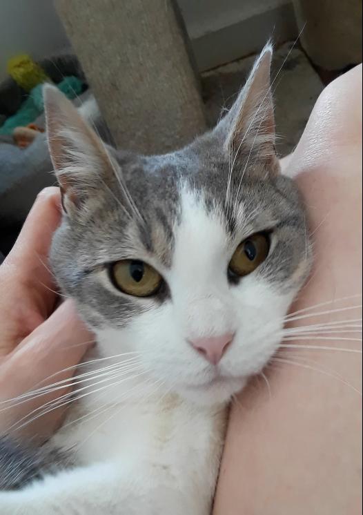 Kelly Osbourne, a Adoptable Domestic Short Hair in Millerton, PA image 2/6