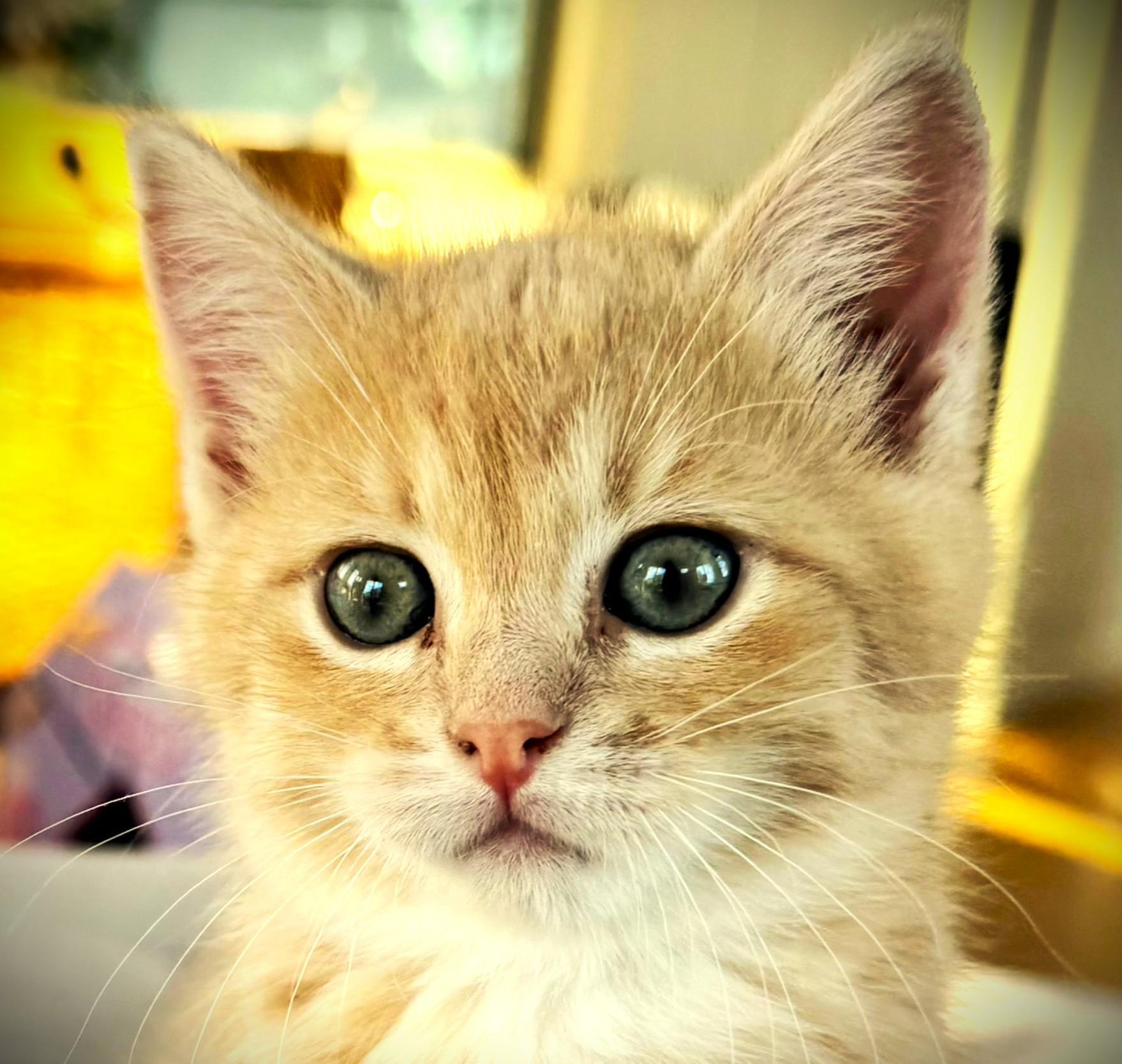 Enlarge Fajita, an adopted Domestic Short Hair in Mankato, MN image 1/2