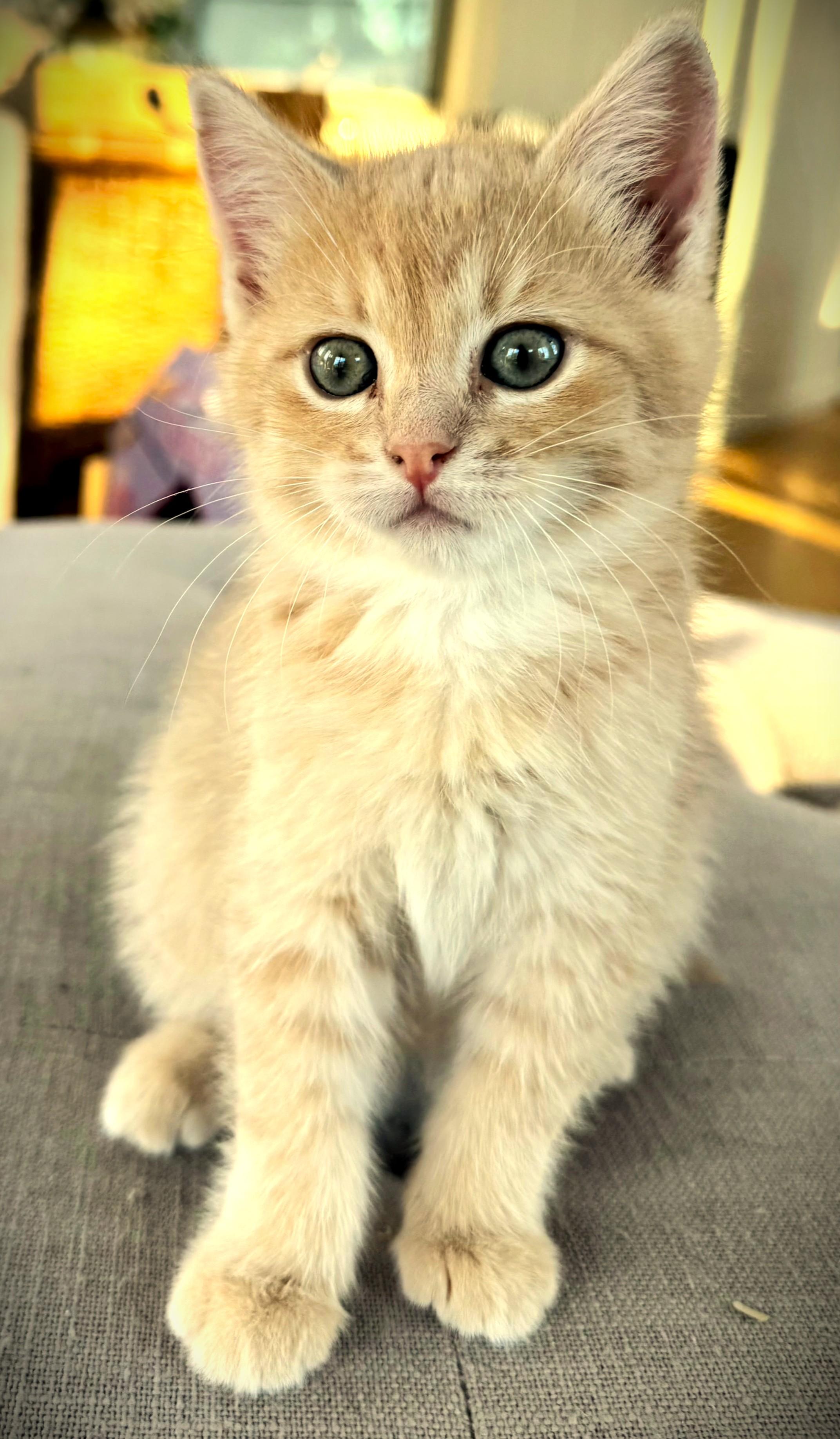 Enlarge Fajita, an adopted Domestic Short Hair in Mankato, MN image 2/2