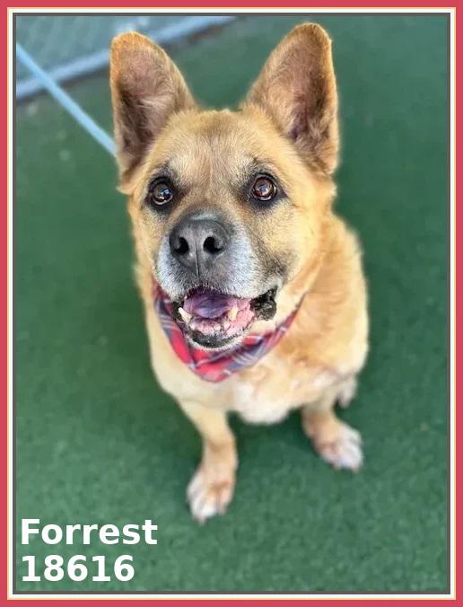 FORREST, a ADOPTABLE mixed breed in Marietta, GA image 4/6