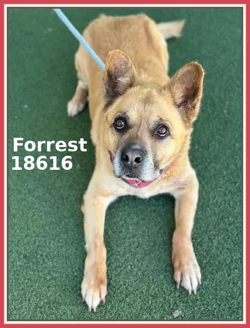 FORREST, a ADOPTABLE mixed breed in Marietta, GA image 3/6