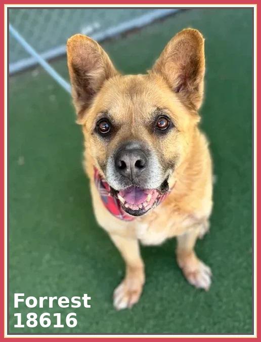 FORREST, a ADOPTABLE mixed breed in Marietta, GA image 1/6