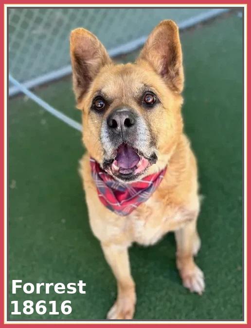 FORREST, a ADOPTABLE mixed breed in Marietta, GA image 2/6