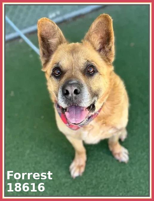 FORREST, a ADOPTABLE mixed breed in Marietta, GA image 6/6