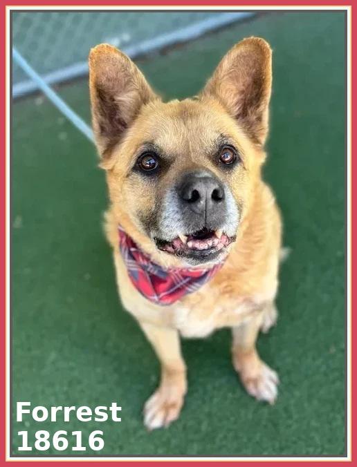 FORREST, a ADOPTABLE mixed breed in Marietta, GA image 5/6