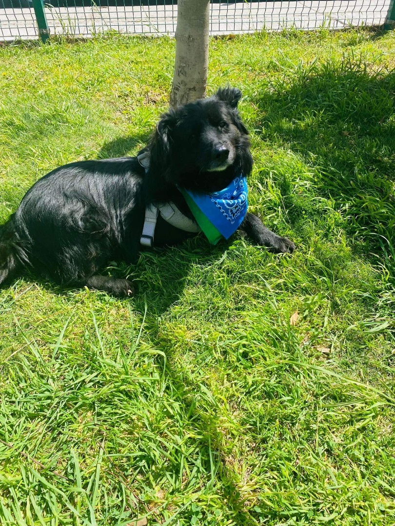 Enlarge Tito, a Adoptable Border Collie in Carlsbad, CA image 1/6