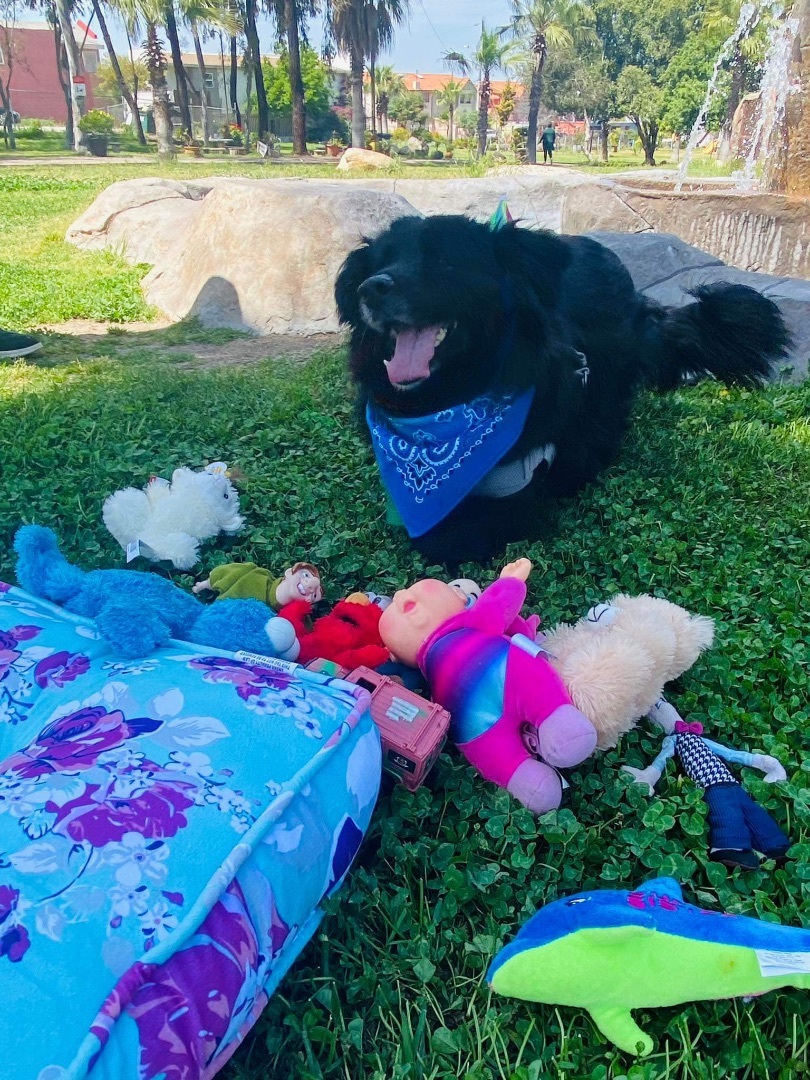 Enlarge Tito, a Adoptable Border Collie in Carlsbad, CA image 2/6