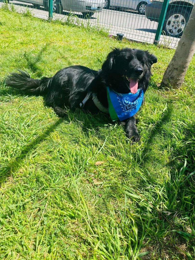 Enlarge Tito, a Adoptable Border Collie in Carlsbad, CA image 3/6