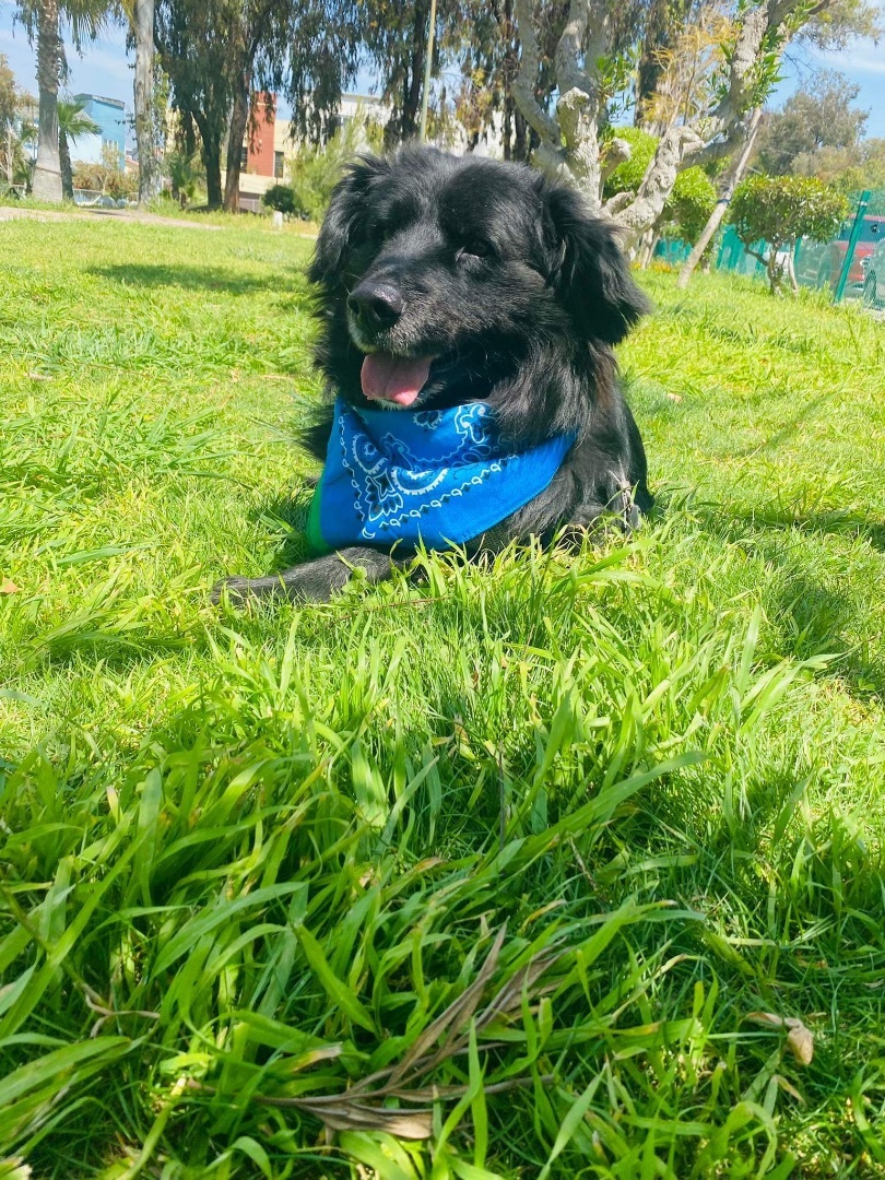 Enlarge Tito, a Adoptable Border Collie in Carlsbad, CA image 4/6