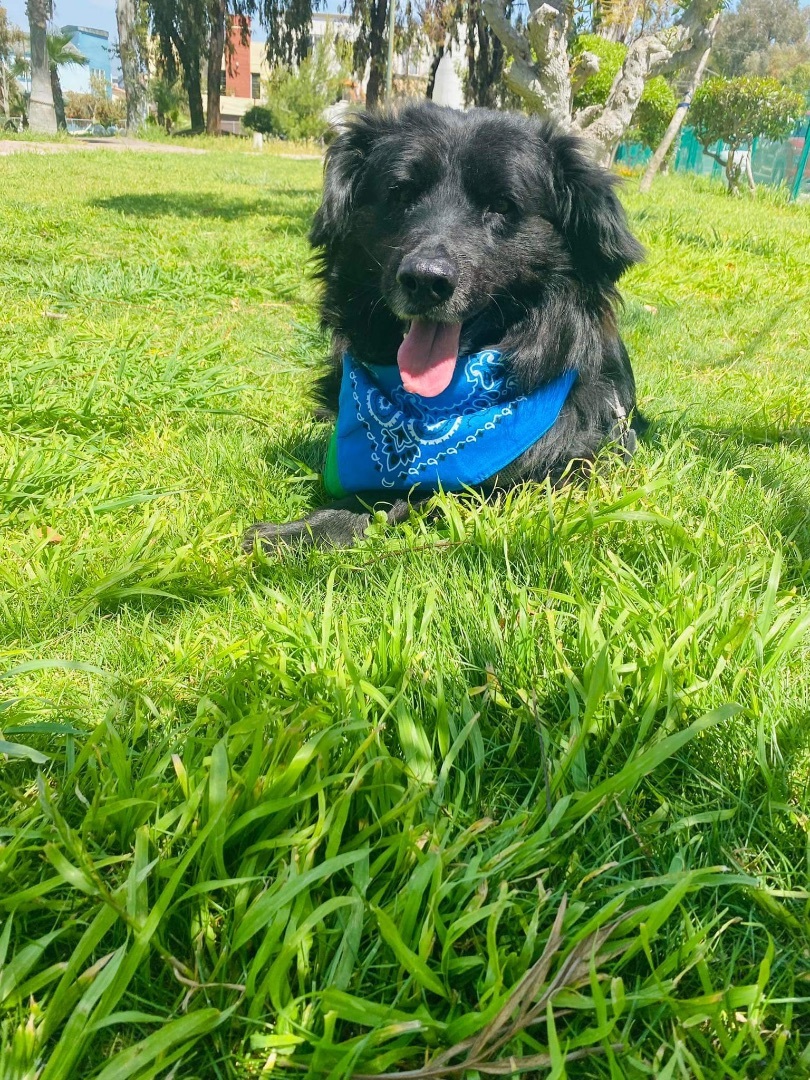 Enlarge Tito, a Adoptable Border Collie in Carlsbad, CA image 5/6