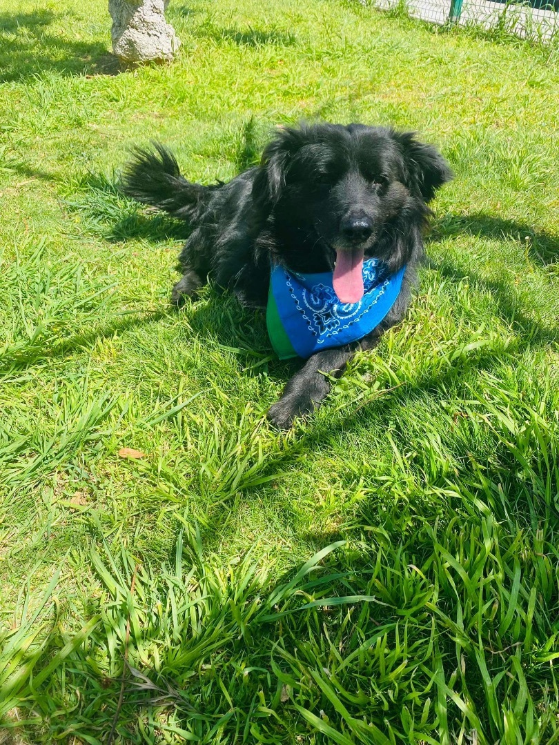 Enlarge Tito, a Adoptable Border Collie in Carlsbad, CA image 6/6
