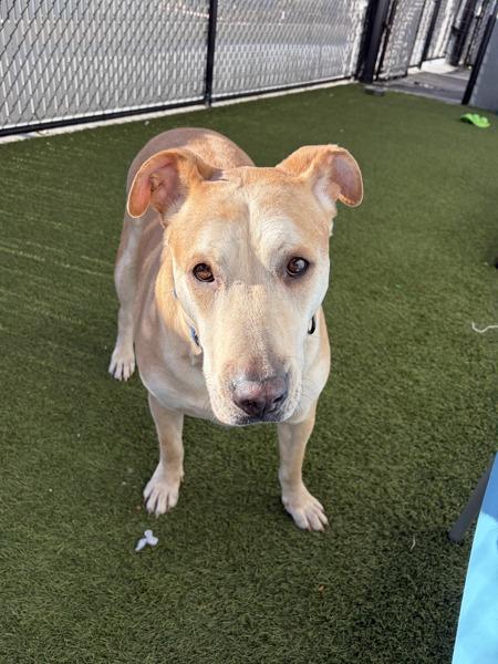 Enlarge Elton, a Adoptable mixed breed in San Diego, CA image 1/1