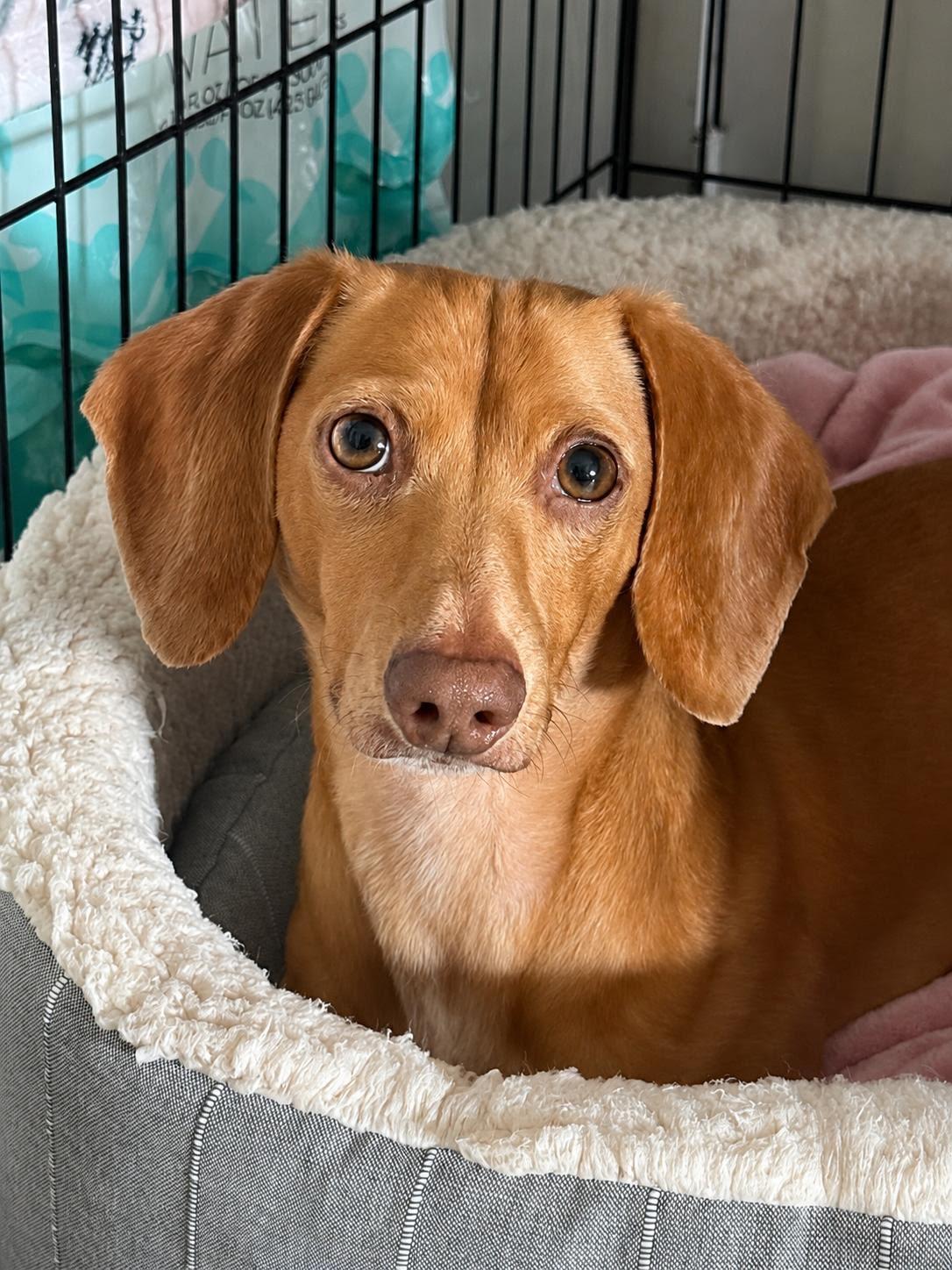 Enlarge Dewey (in Miami, FL), a Adoptable Dachshund in West Columbia, SC image 1/3