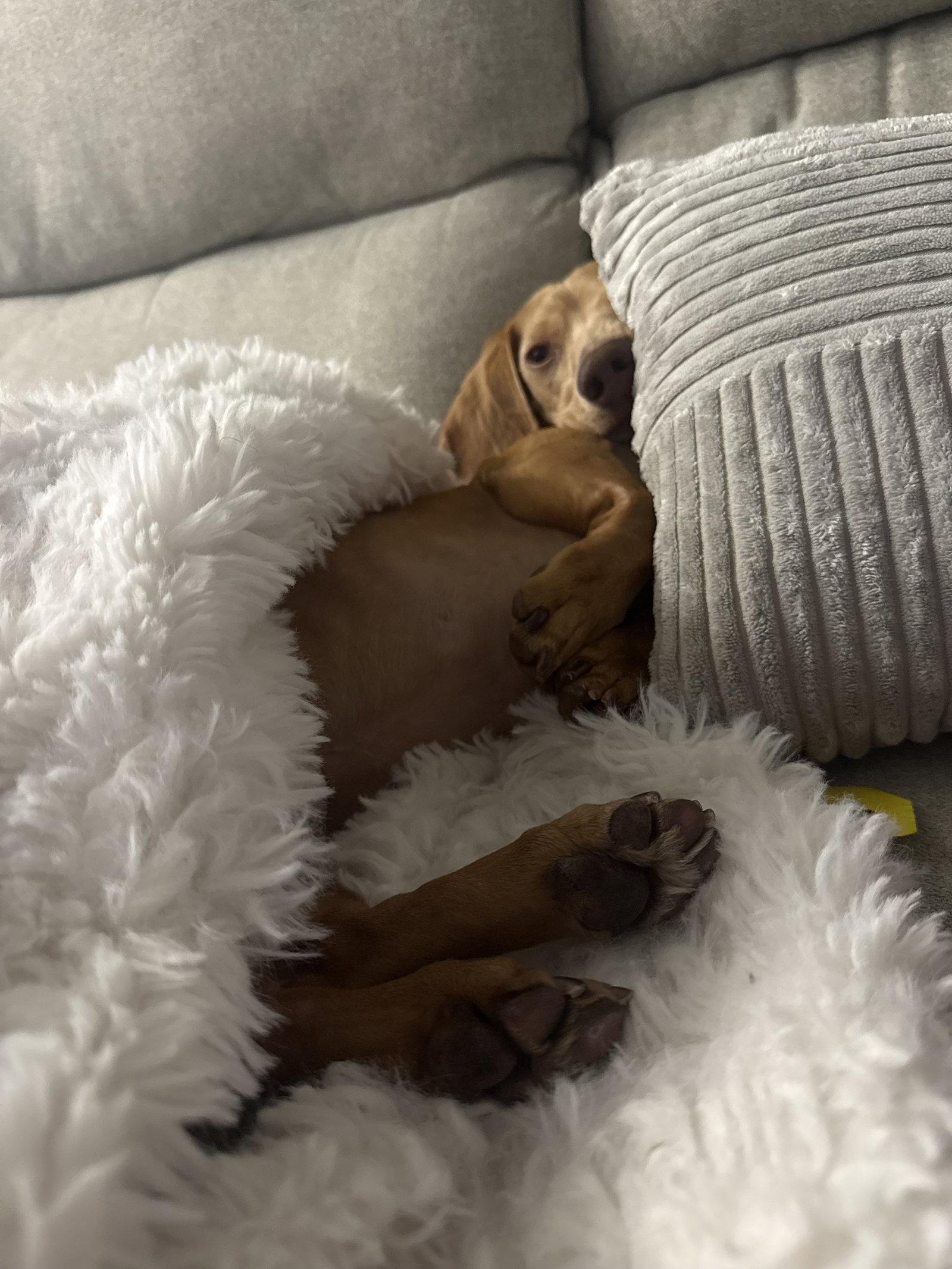Enlarge Dewey (in Miami, FL), a Adoptable Dachshund in West Columbia, SC image 2/3