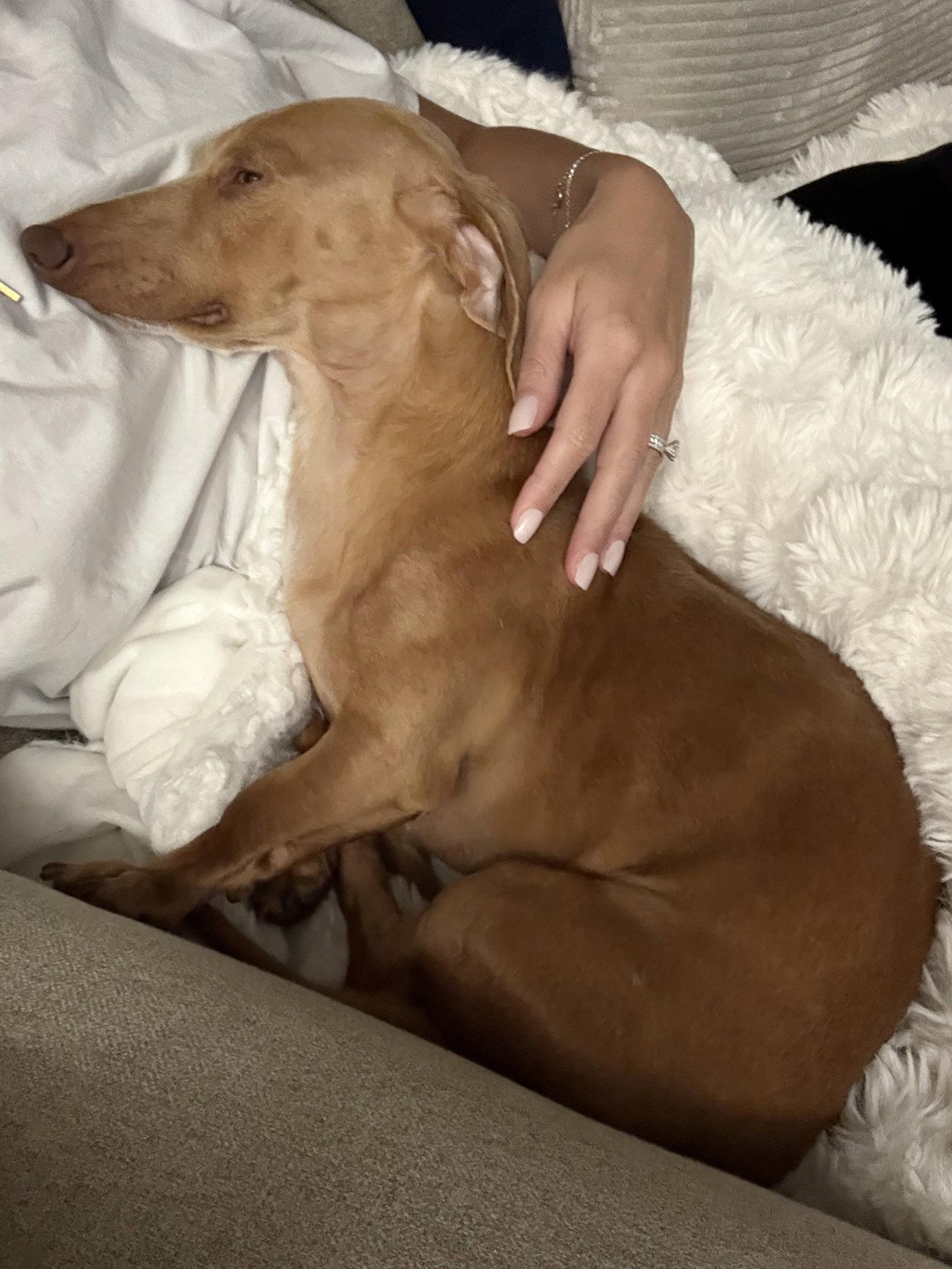 Enlarge Dewey (in Miami, FL), a Adoptable Dachshund in West Columbia, SC image 3/3