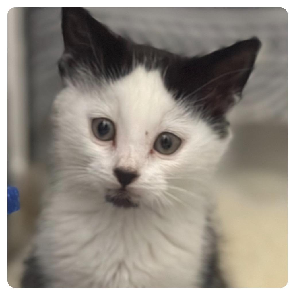 Nollypop, Adoptable, Young Female Domestic Short Hair.