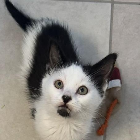 Nollypop, a Adoptable Domestic Short Hair in Monroe, MI image 2/2