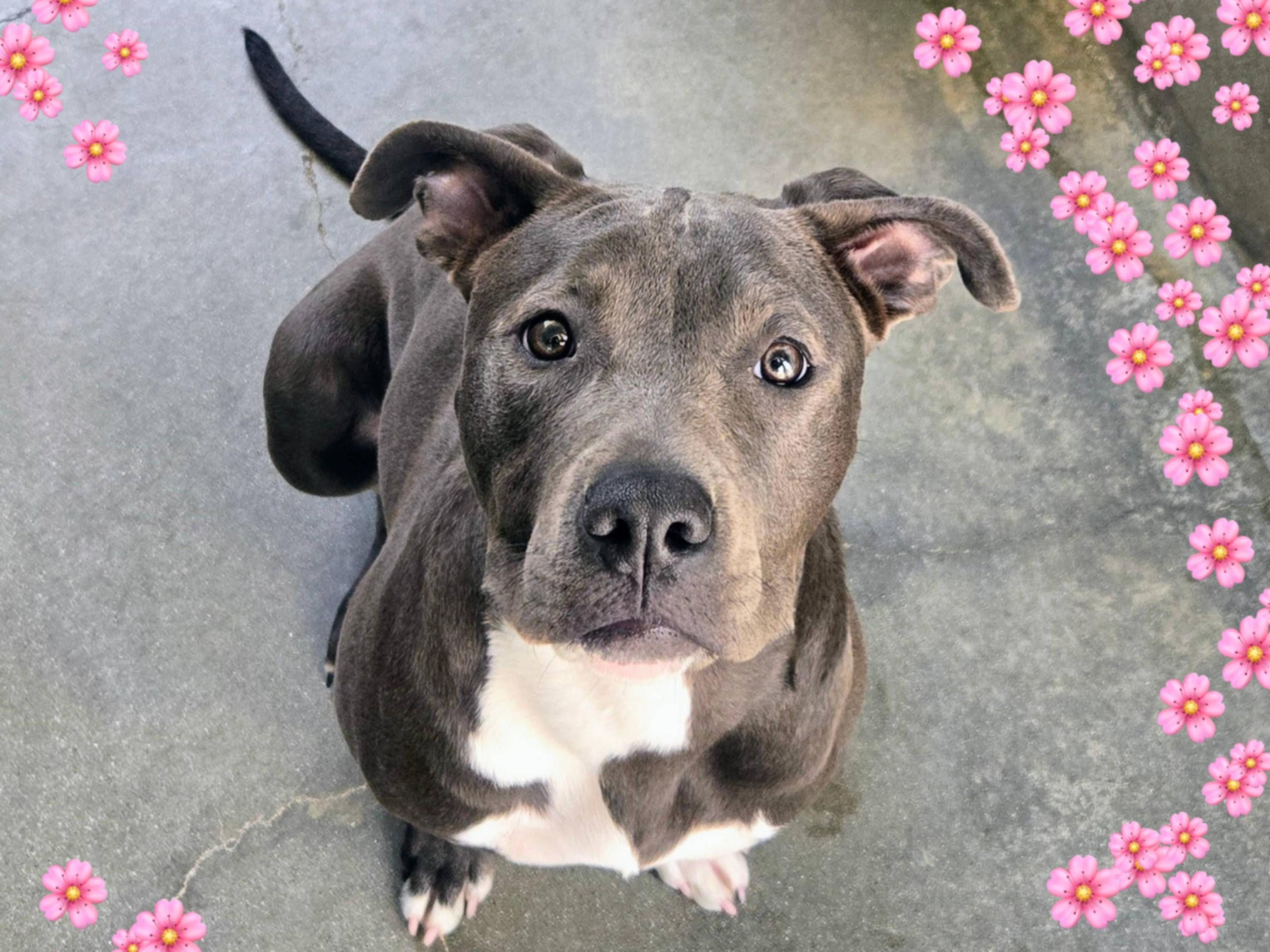 MAGGIE, Adoptable, Young Female Pit Bull Terrier.