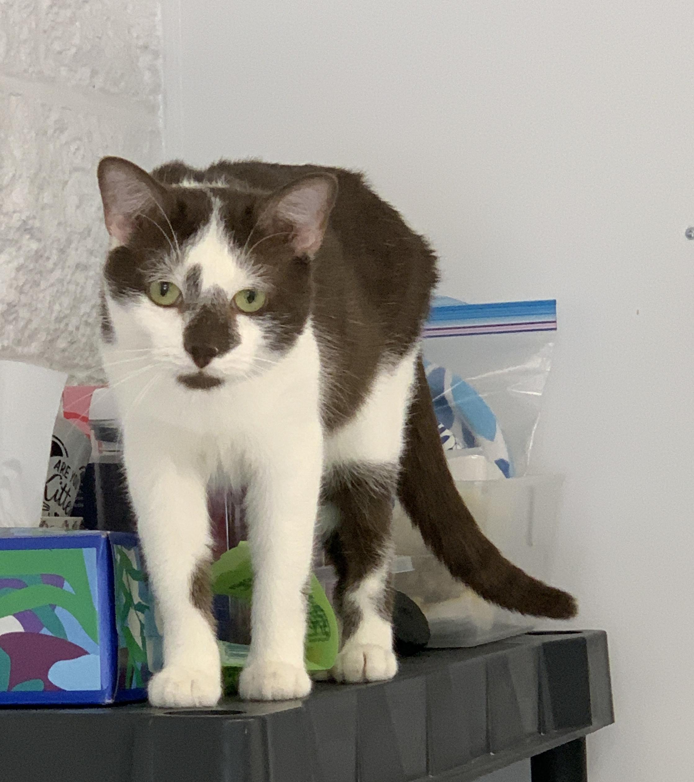 Willie, a ADOPTABLE Domestic Short Hair in Saint Charles, MO image 1/2