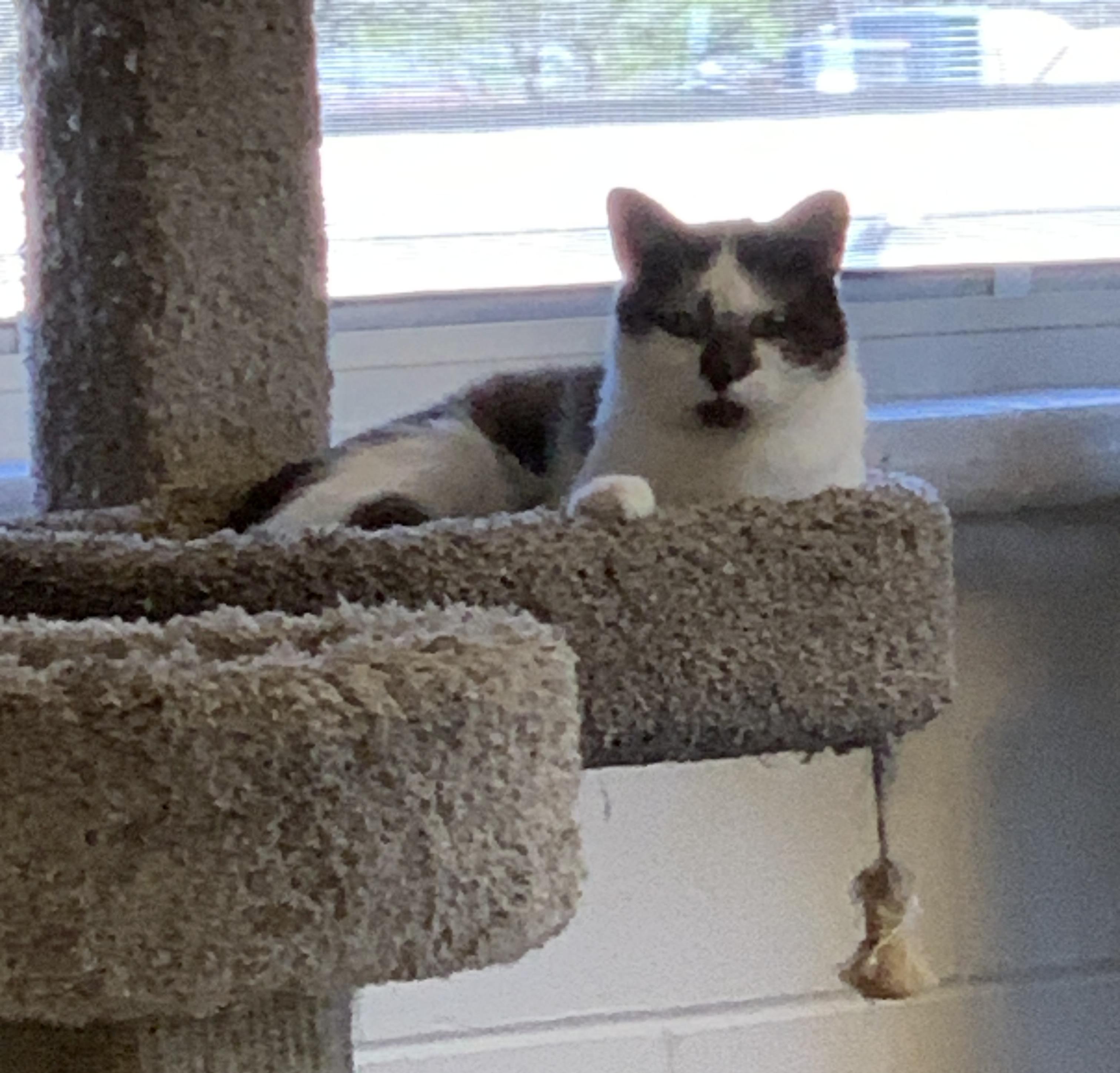 Willie, a ADOPTABLE Domestic Short Hair in Saint Charles, MO image 2/2