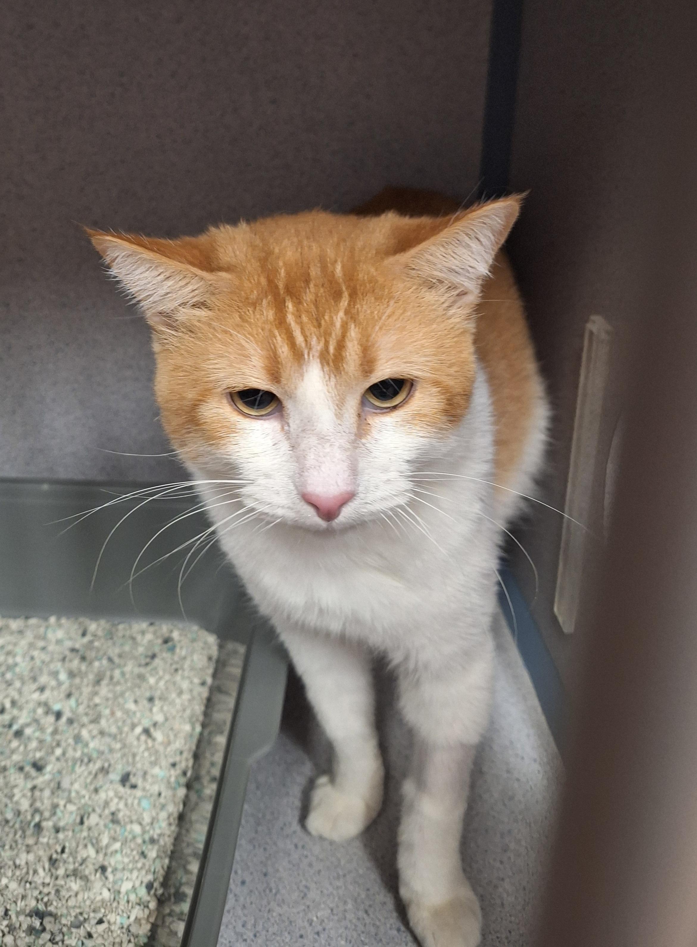 Enlarge ISO 7, a Adoptable mixed breed in Canon City, CO image 1/2