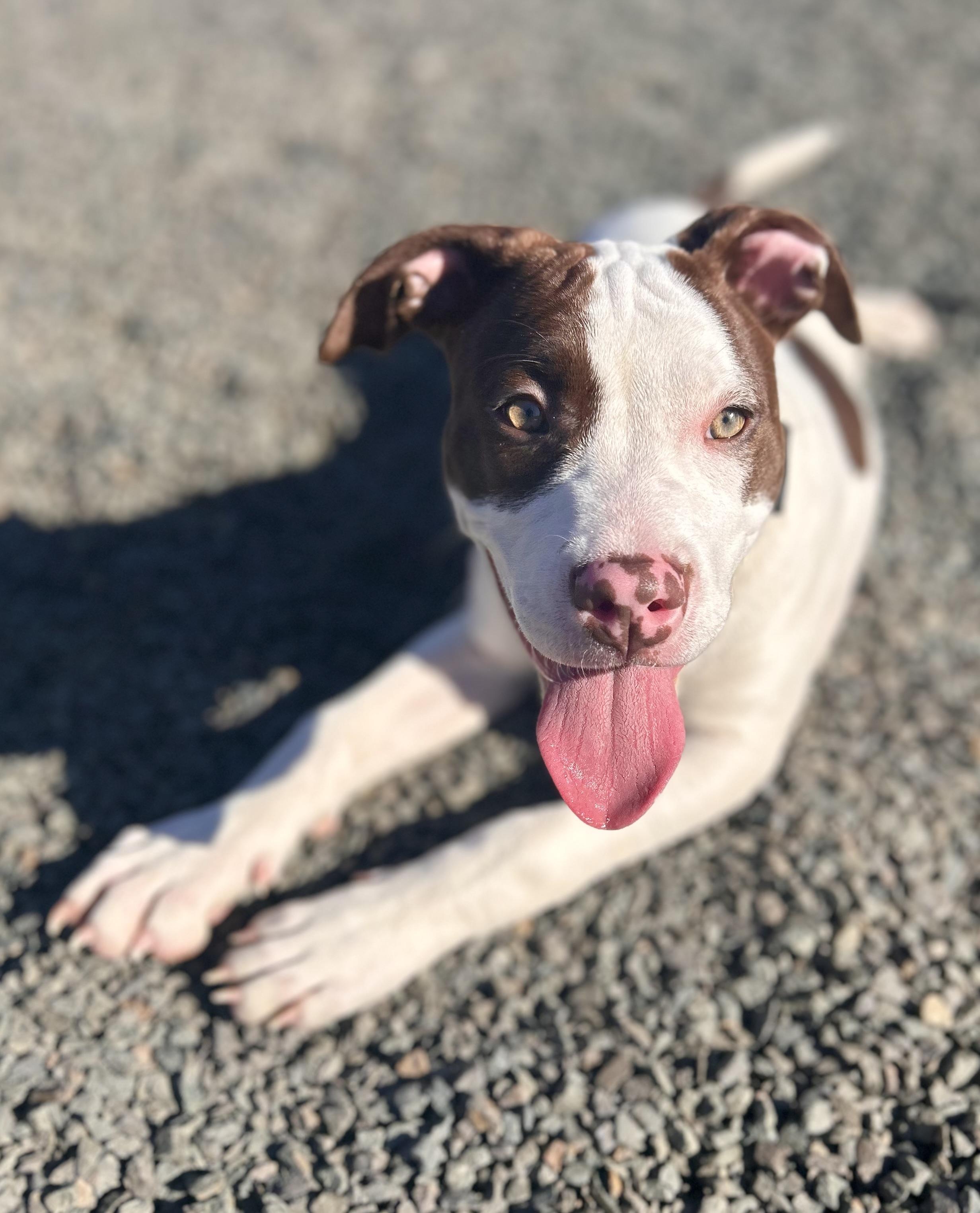Basil, Baby Female American Bully