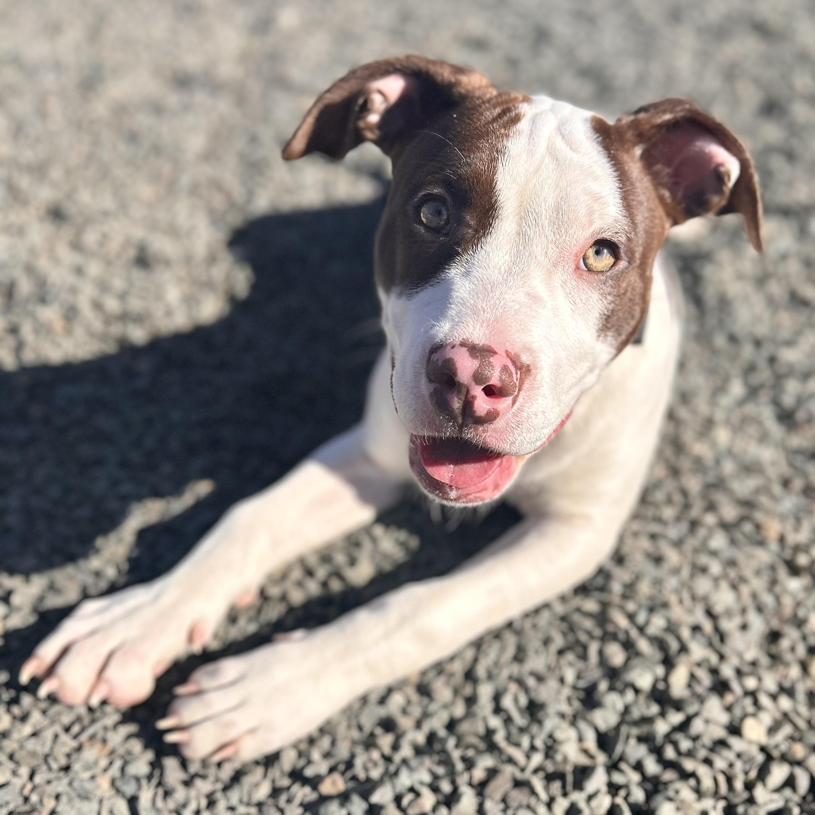 Enlarge Basil, a Adoptable mixed breed in Wallingford, CT image 3/5