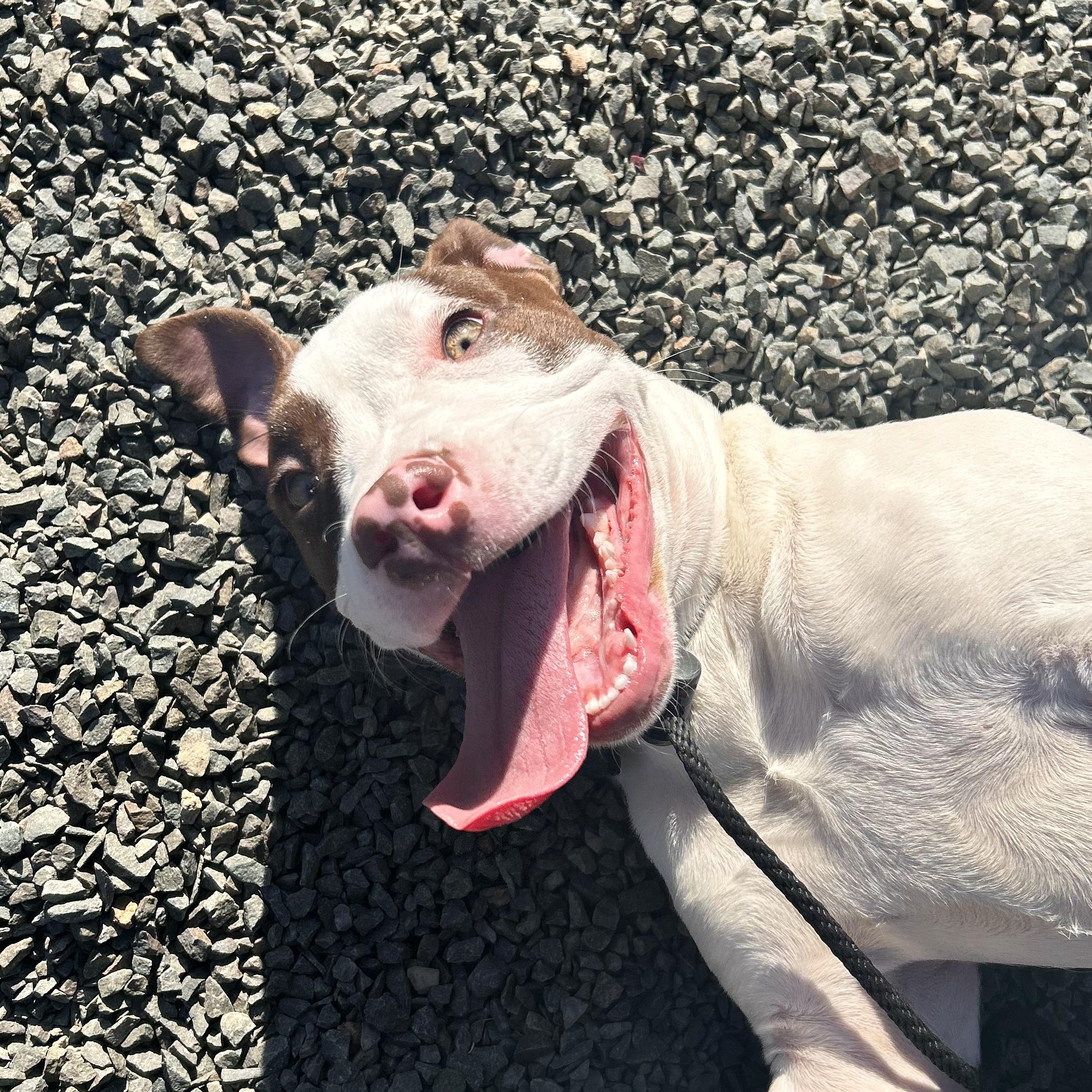 Enlarge Basil, a Adoptable mixed breed in Wallingford, CT image 4/5