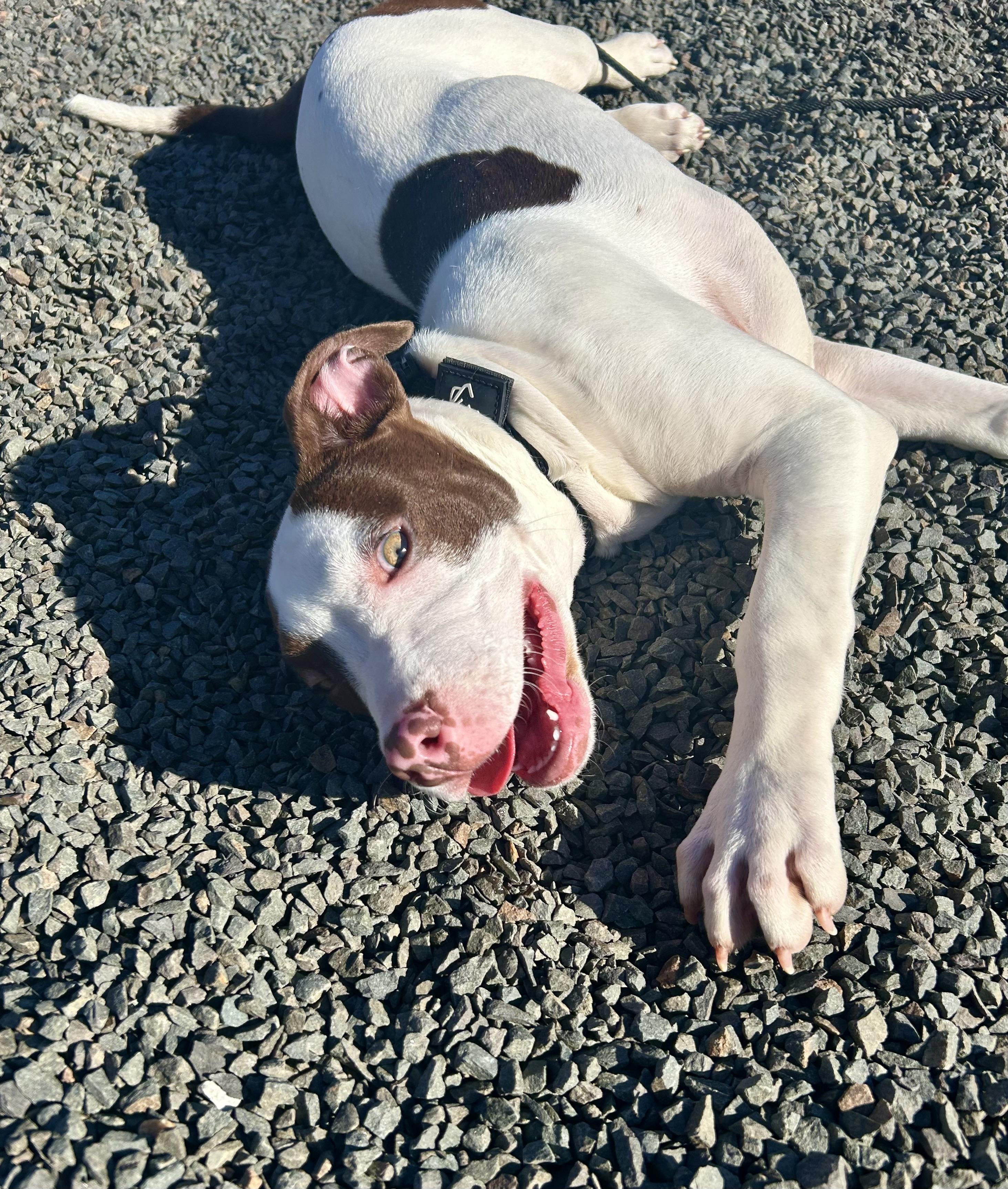 Enlarge Basil, a Adoptable mixed breed in Wallingford, CT image 5/5