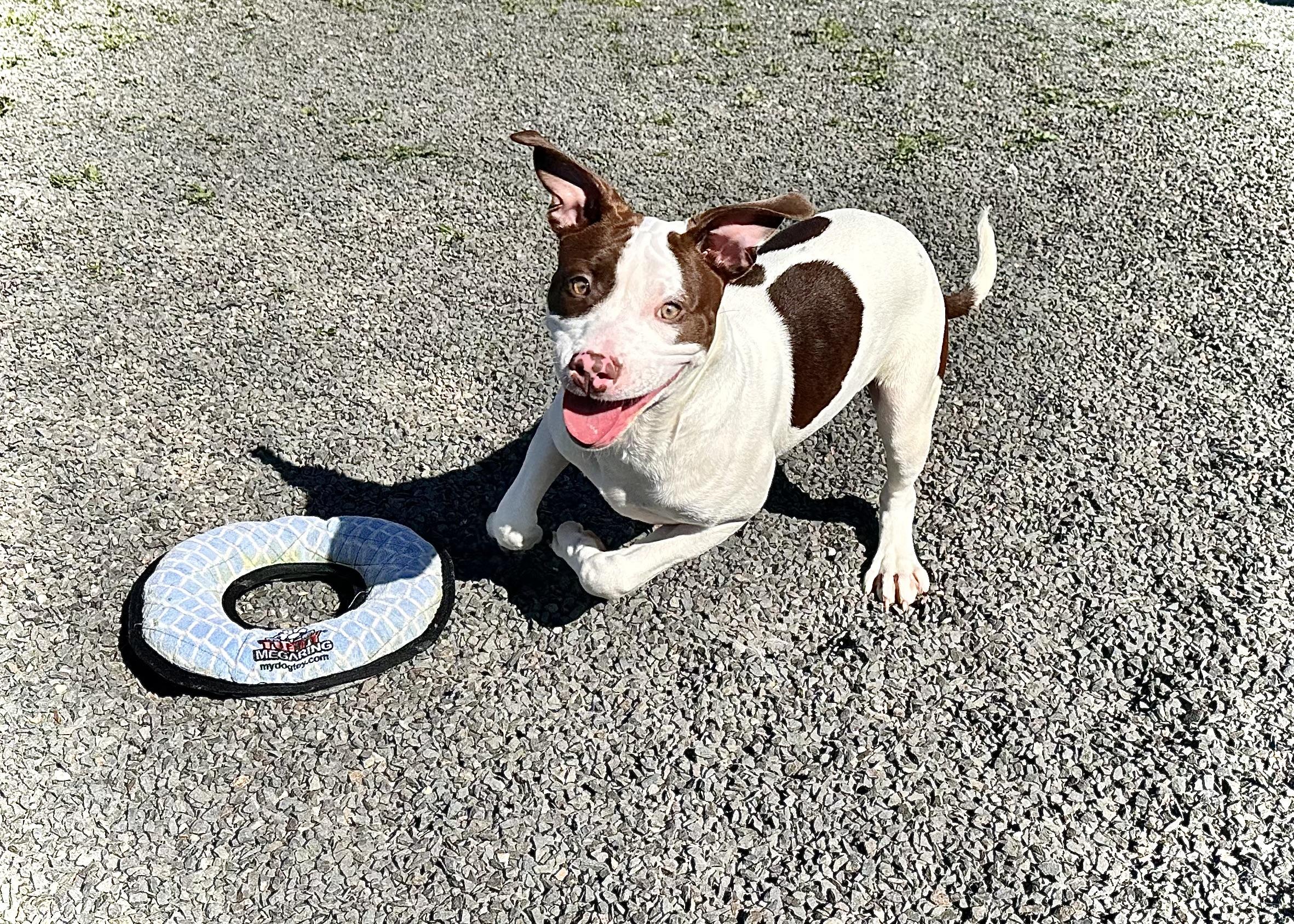 Enlarge Basil, a Adoptable mixed breed in Wallingford, CT image 2/5