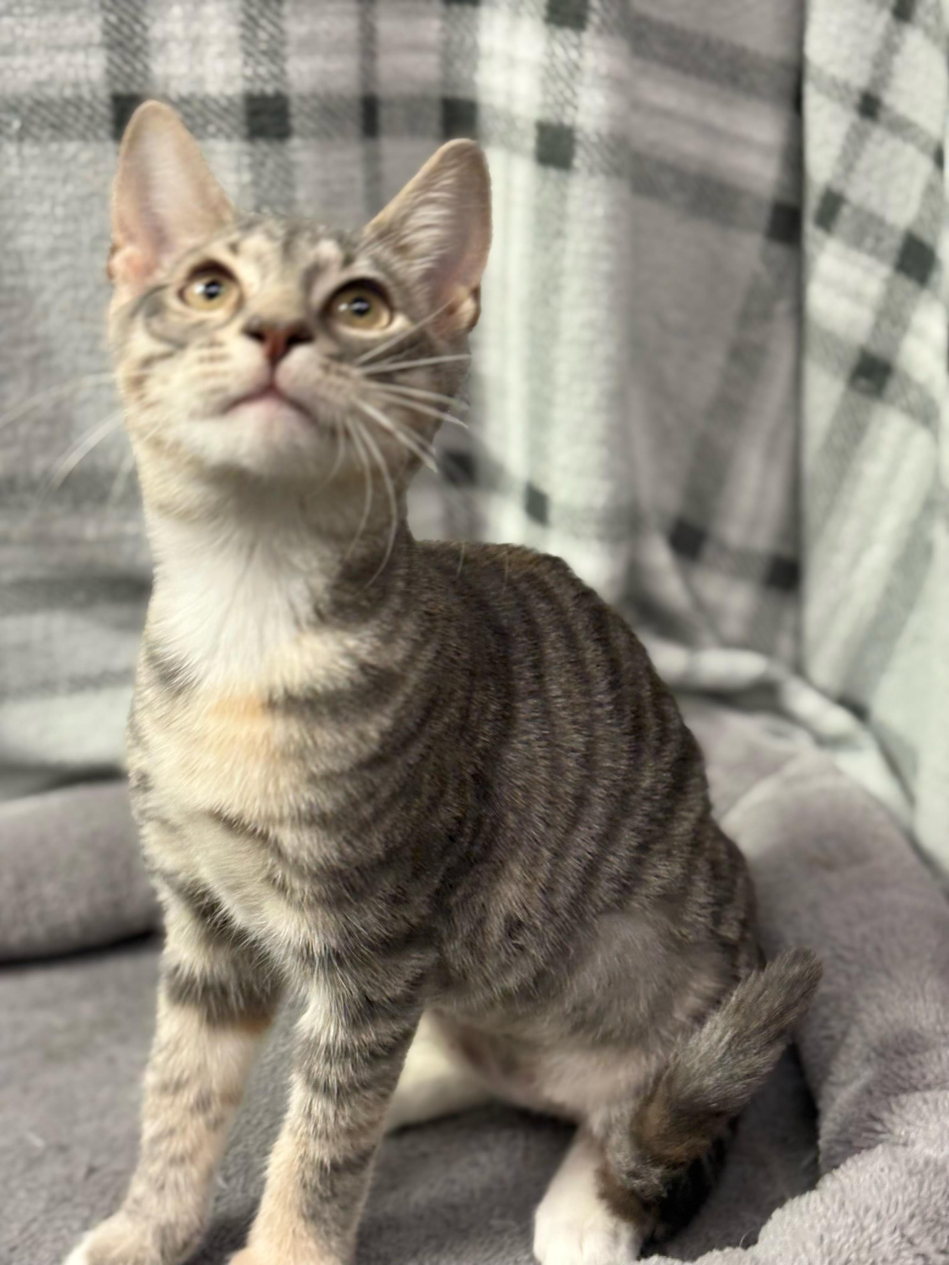 Glinda - Kuykendahl Petsmart