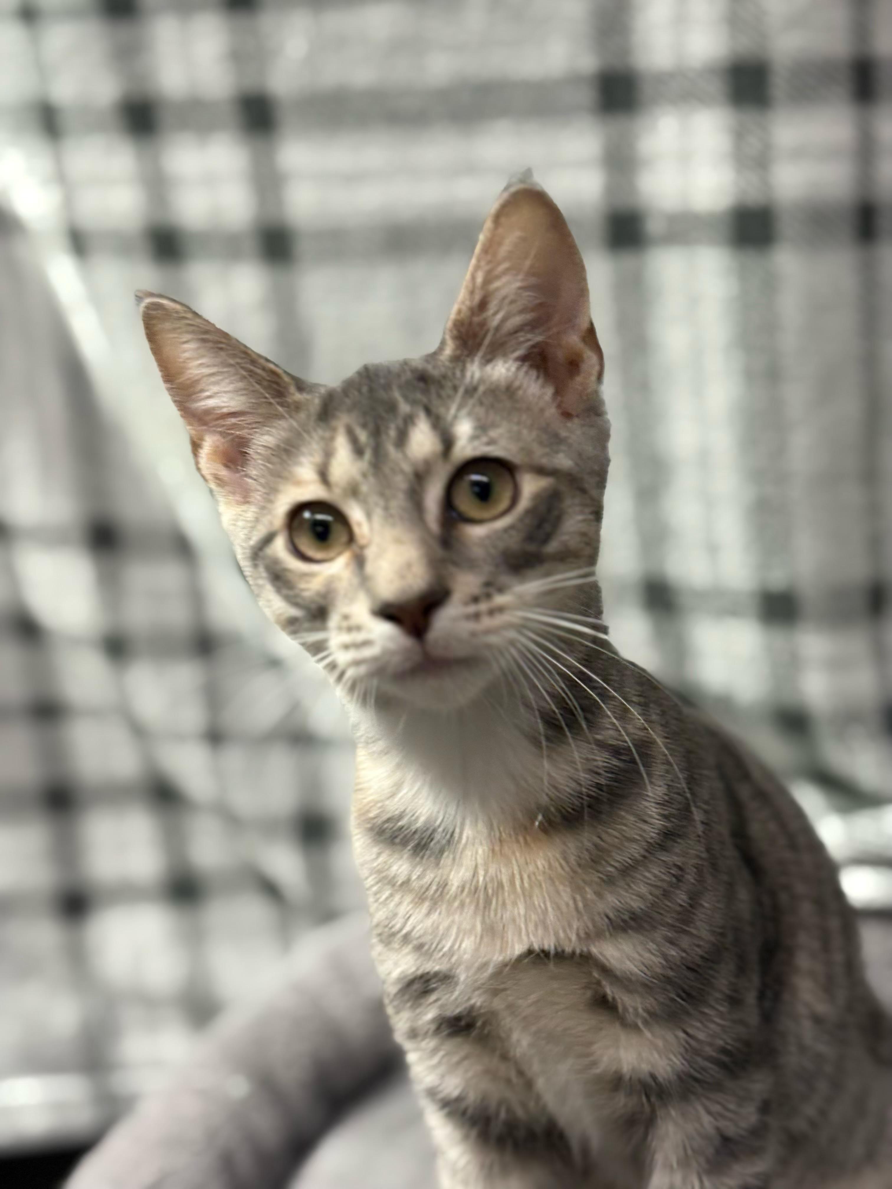 Glinda - Kuykendahl Petsmart