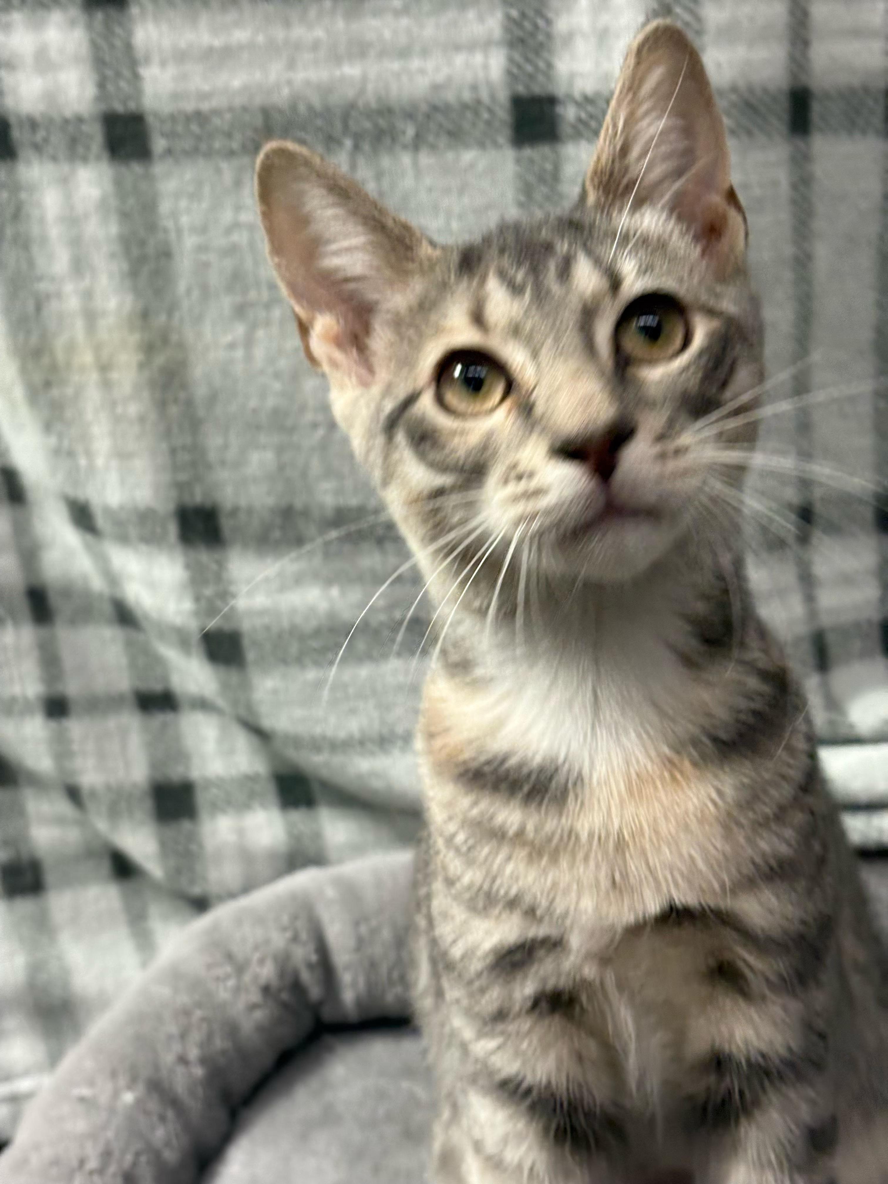 Glinda - Kuykendahl Petsmart