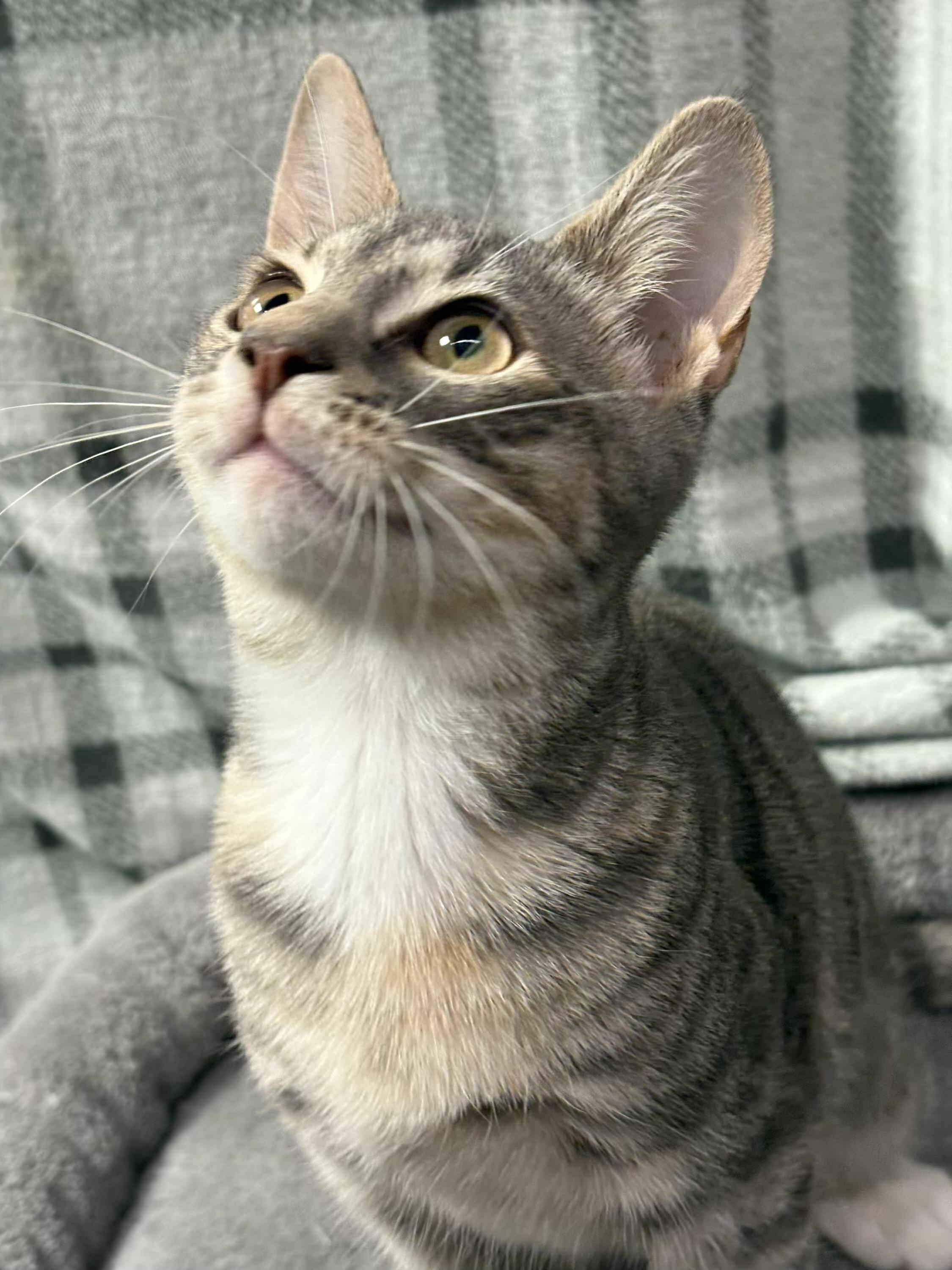 Glinda - Kuykendahl Petsmart