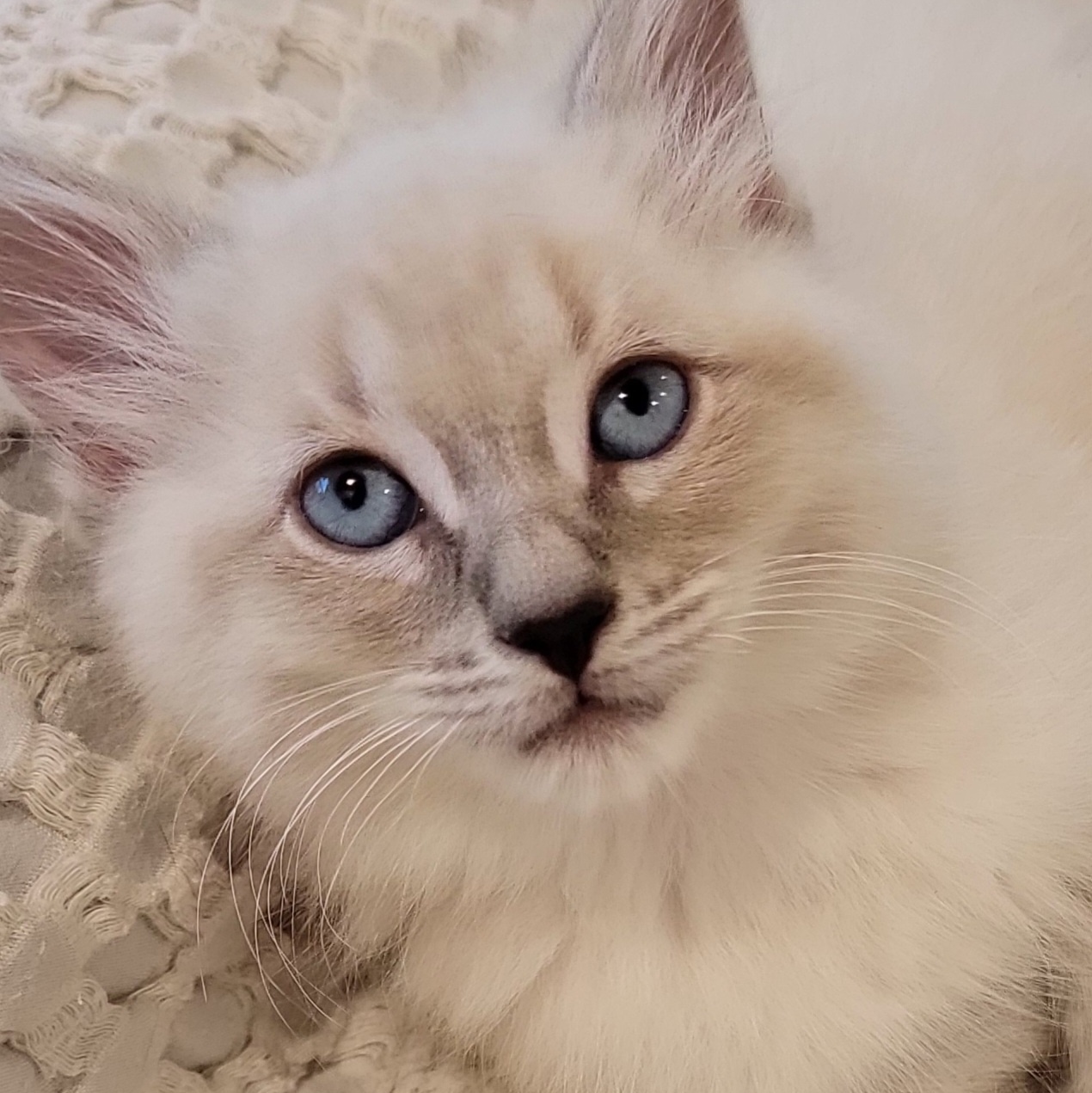 Cat for adoption Krispy Kreme Adopted 10.17.24, a Siamese in