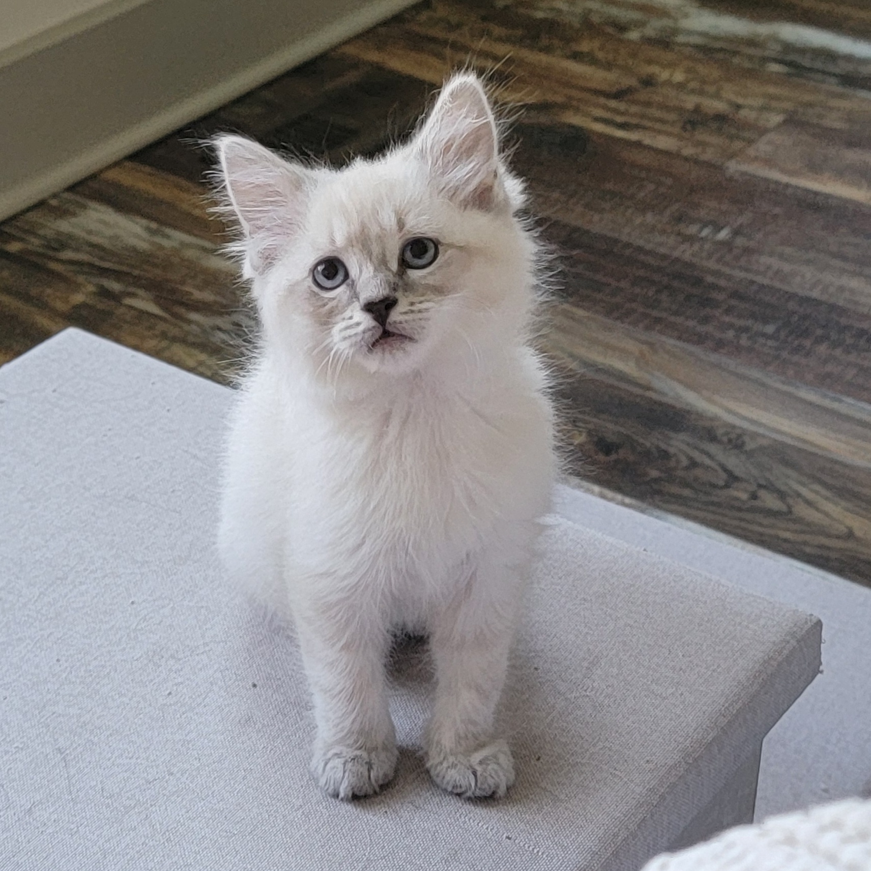 Cat for adoption Krispy Kreme Adopted 10.17.24, a Siamese in