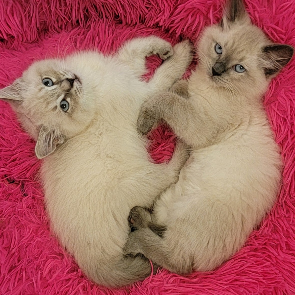 Cat for adoption Krispy Kreme Adopted 10.17.24, a Siamese in