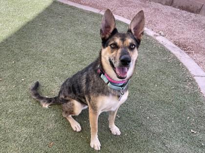 Enlarge Shawna, a Adoptable mixed breed in Phoenix, AZ image 1/3