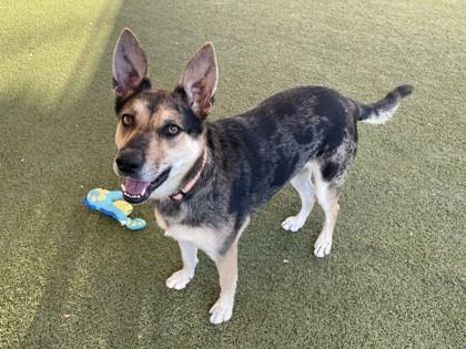 Enlarge Shawna, a Adoptable mixed breed in Phoenix, AZ image 2/3