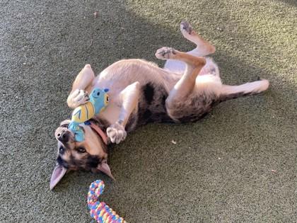 Enlarge Shawna, a Adoptable mixed breed in Phoenix, AZ image 3/3