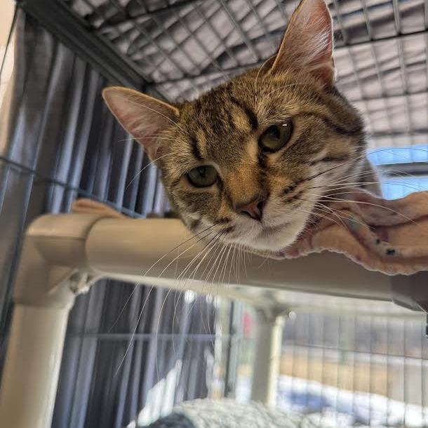 Enlarge Kirby, a Adoptable Domestic Short Hair in Saint Cloud, MN image 1/3