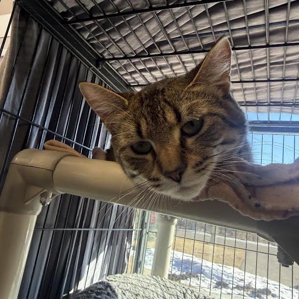 Enlarge Kirby, a Adoptable Domestic Short Hair in Saint Cloud, MN image 2/3