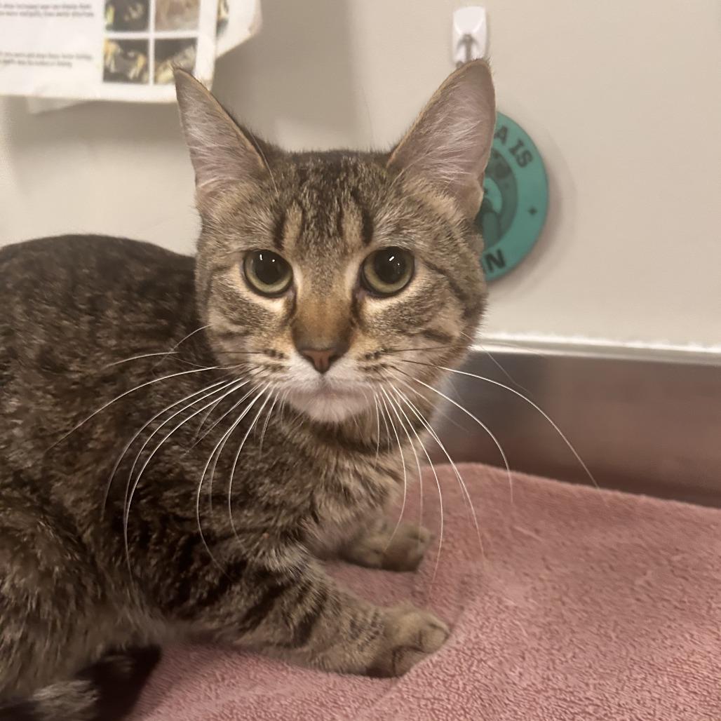 Enlarge Kirby, a Adoptable Domestic Short Hair in Saint Cloud, MN image 3/3