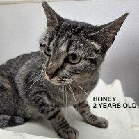 Enlarge HONEY, a ADOPTABLE Tabby in Henderson, NV image 1/2