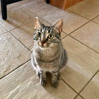 HONEY, ADOPTABLE, Adult Female Tabby.