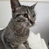 Enlarge HONEY, a ADOPTABLE Tabby in Henderson, NV image 2/2