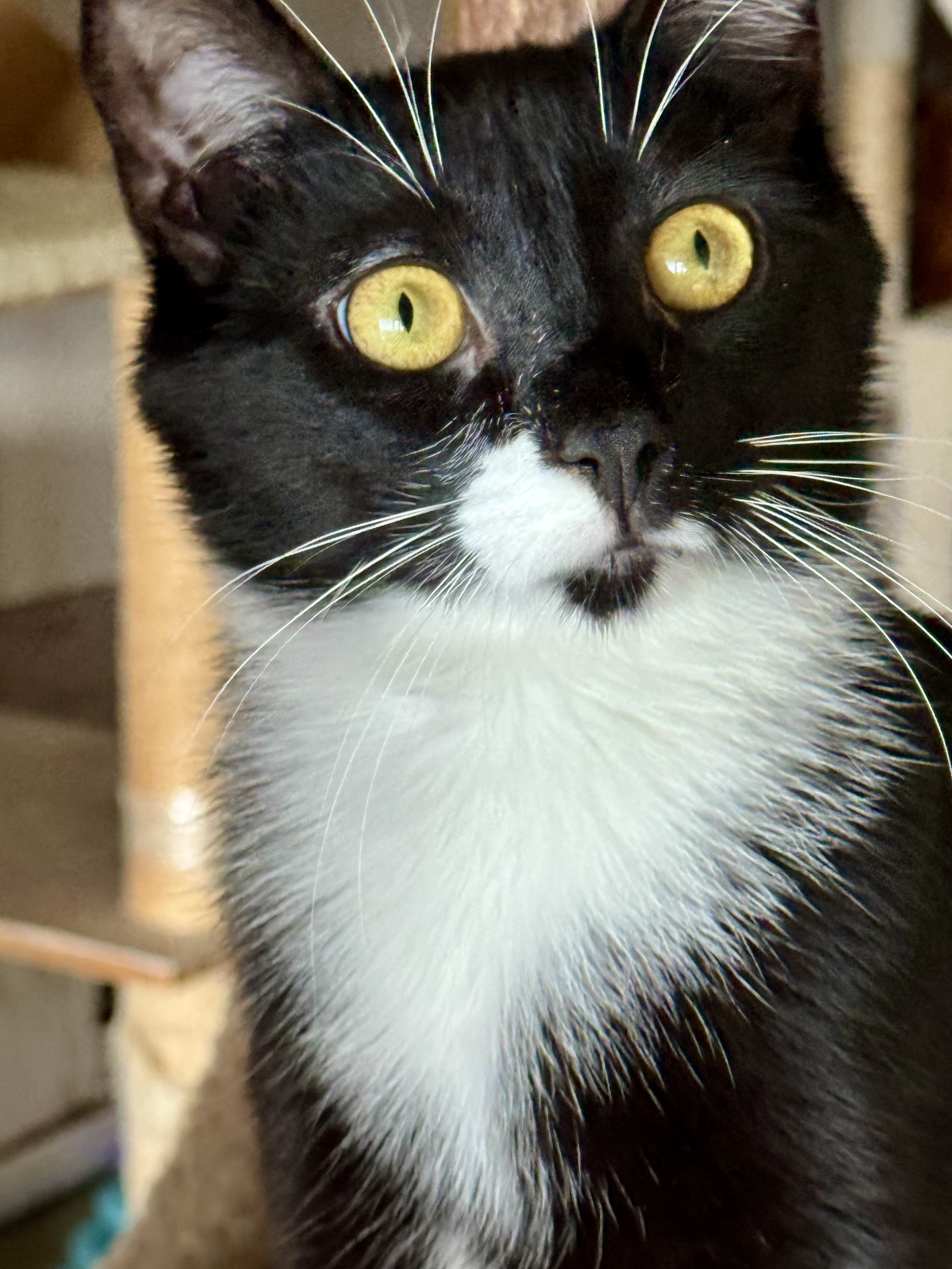 Ernie, Adoptable, Young Male Domestic Short Hair.