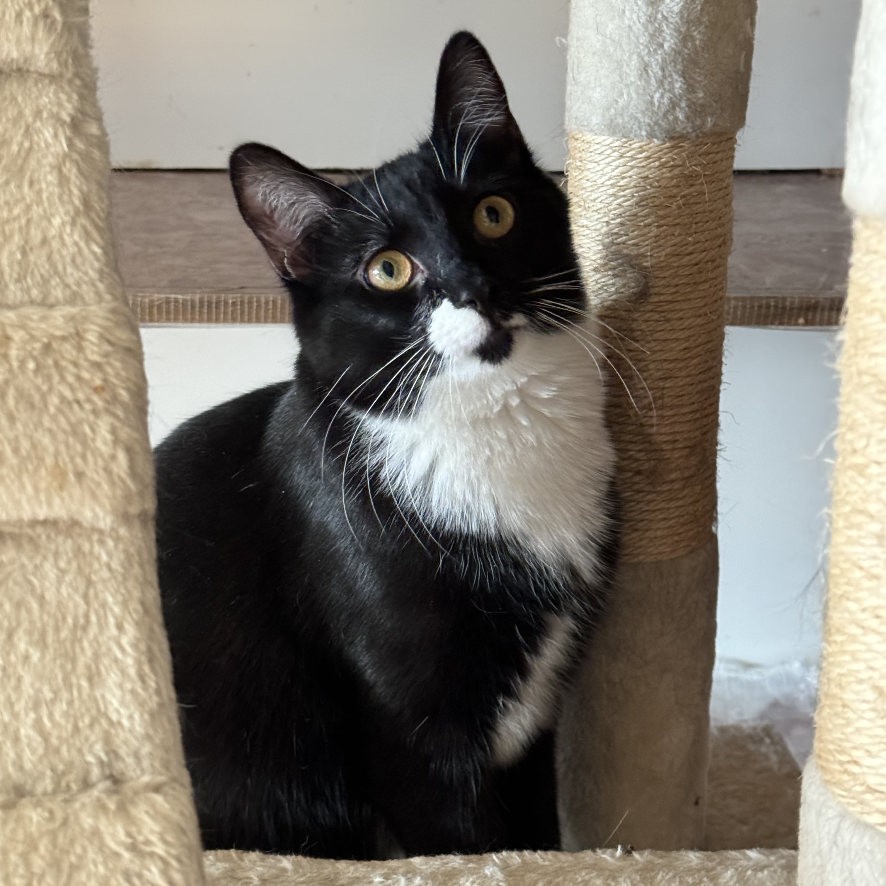 Enlarge Ernie, a Adoptable Domestic Short Hair in North Tonawanda, NY image 6/6