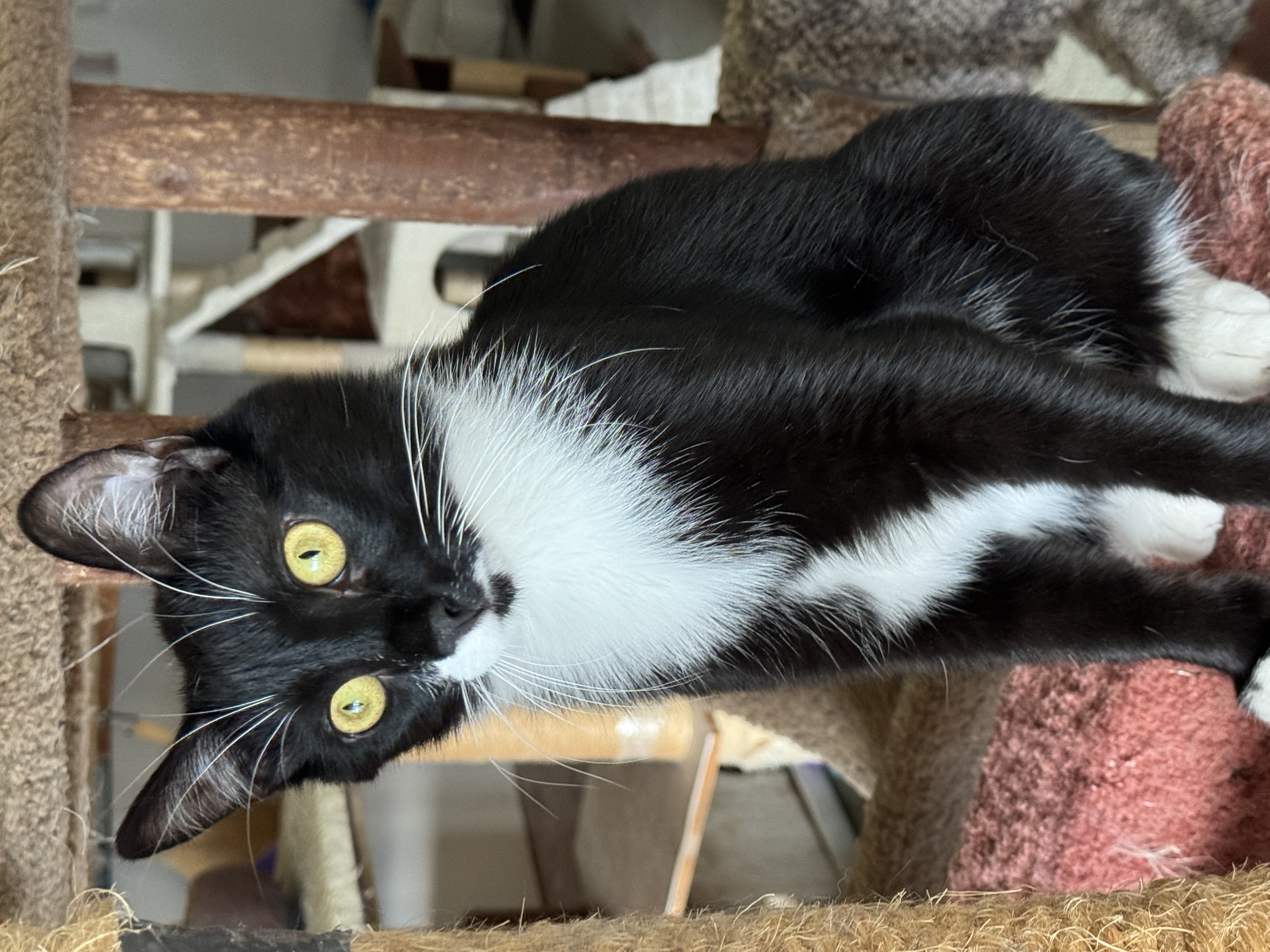 Enlarge Ernie, a Adoptable Domestic Short Hair in North Tonawanda, NY image 3/6